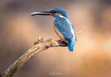 Eisvogel mit Fisch 