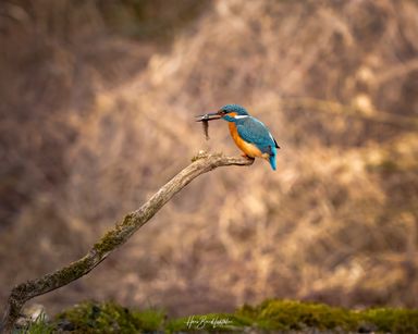 Eisvogel