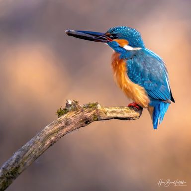 Eisvogel