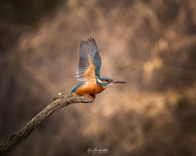 Eisvogel 
