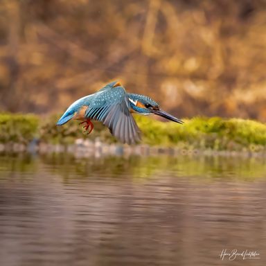 Eisvogel