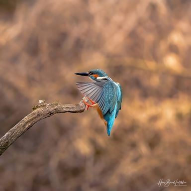 Eisvogel 