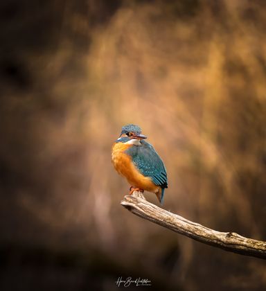 Eisvogel