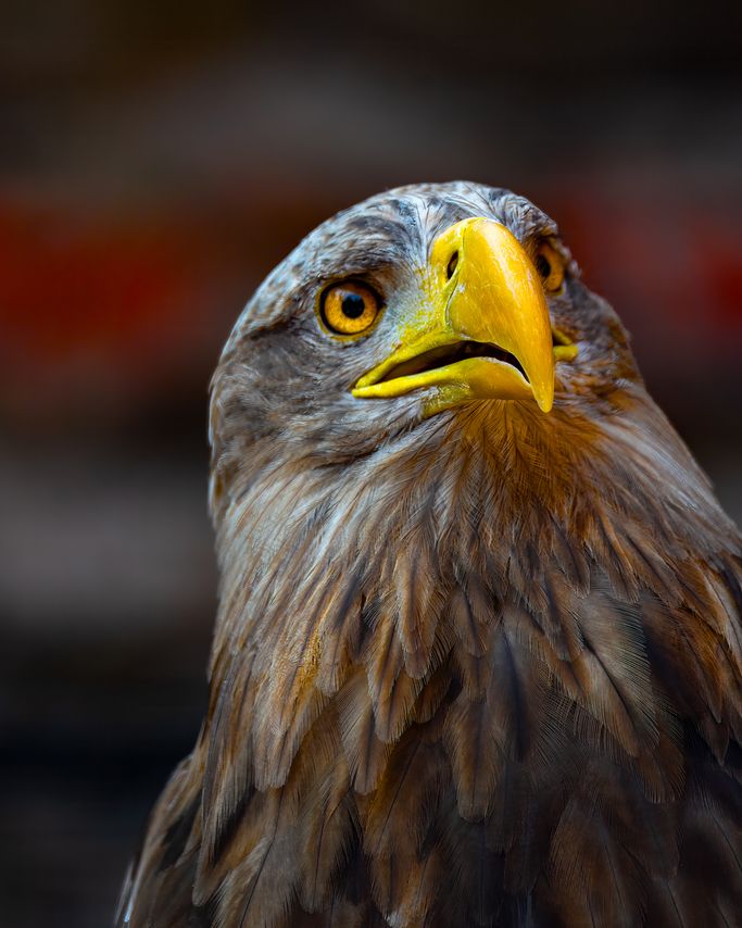 Seeadler 