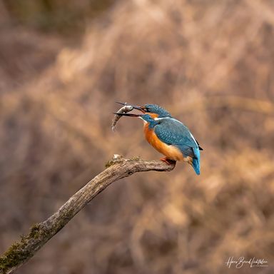 Eisvogel