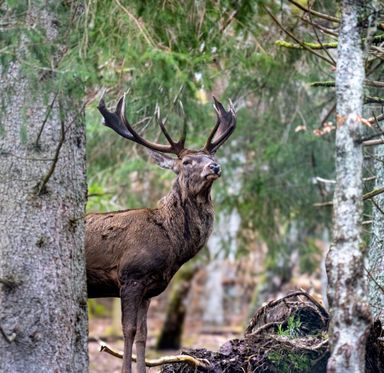 Hirsch