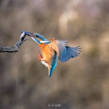 Eisvogel