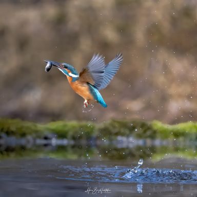 Eisvogel