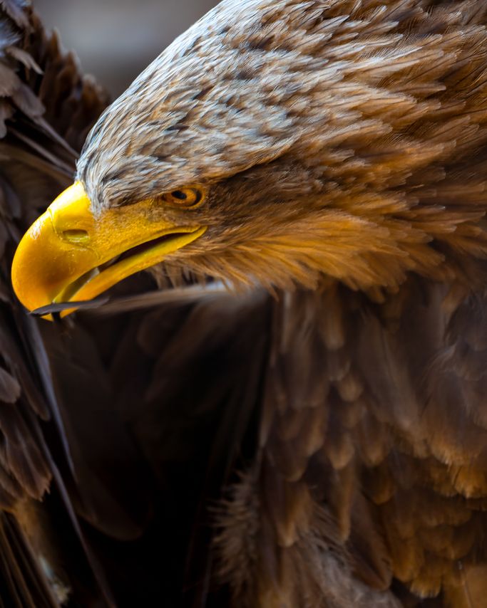 Seeadler 