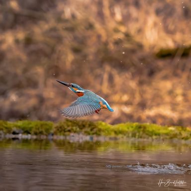 Eisvogel 