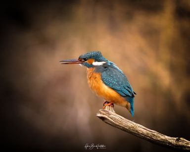 Eisvogel