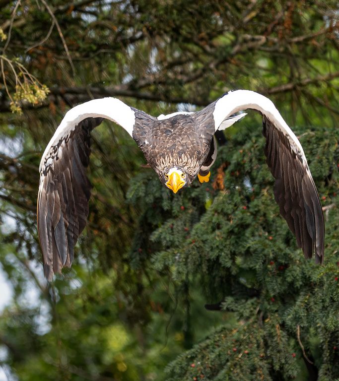 Riesenseeadler