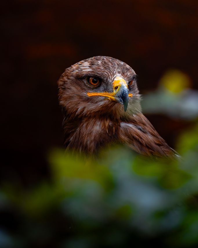 Steppenadler 
