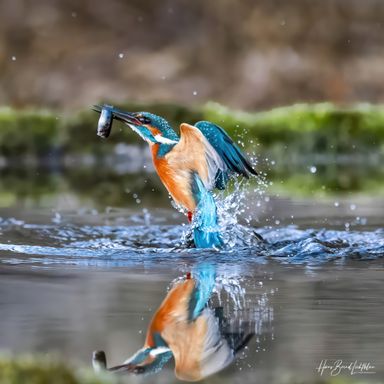 Eisvogel