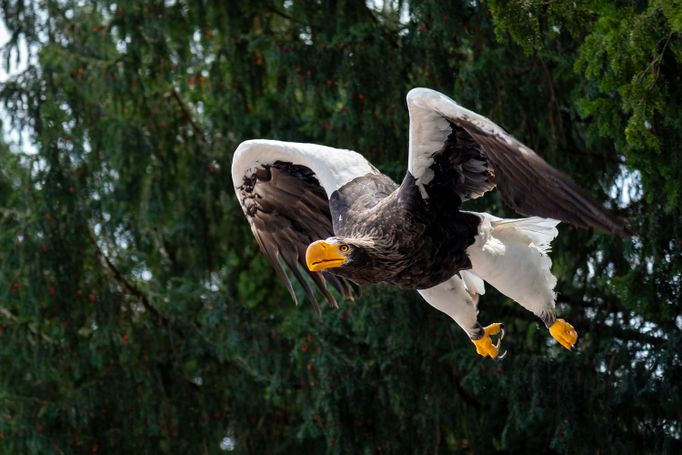 Riesenseeadler