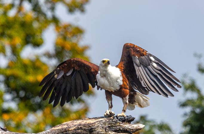 Schreiseeadler