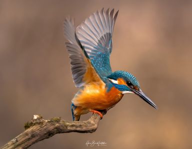 Eisvogel 