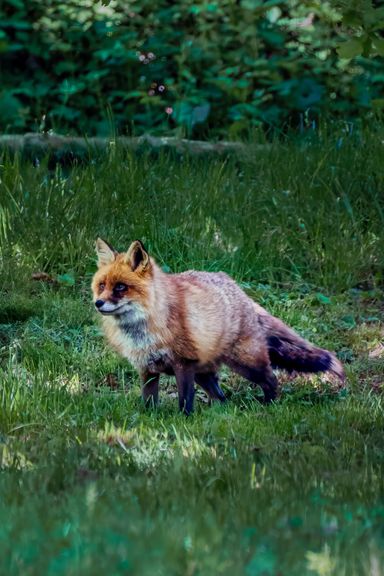 Fuchs 