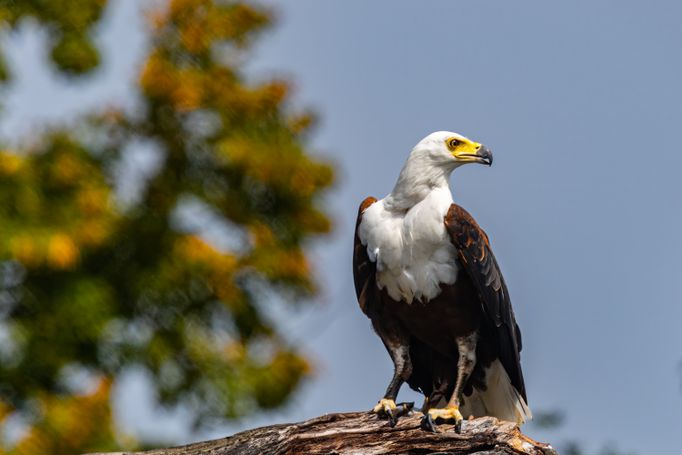 Schreiseeadler
