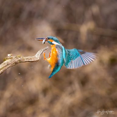 Eisvogel