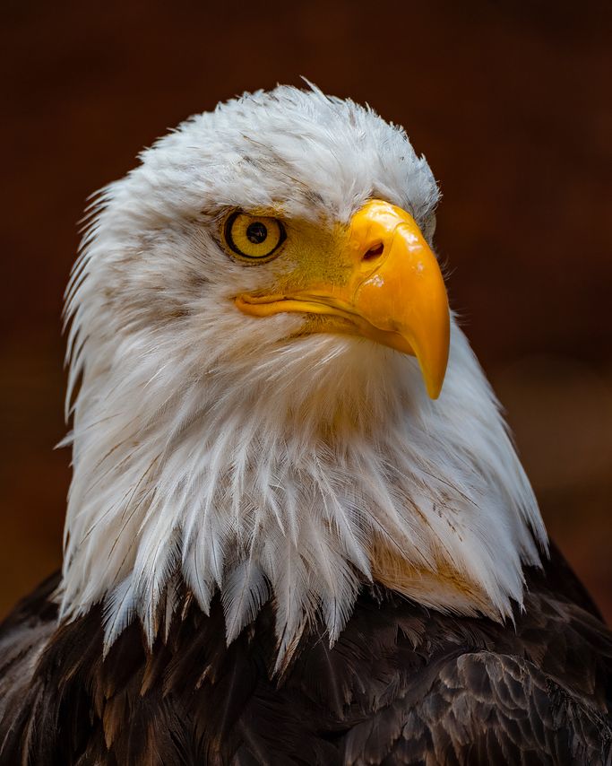 Weißkopfseeadler 
