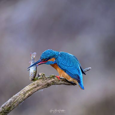 Eisvogel
