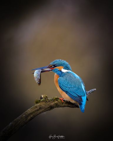 Eisvogel