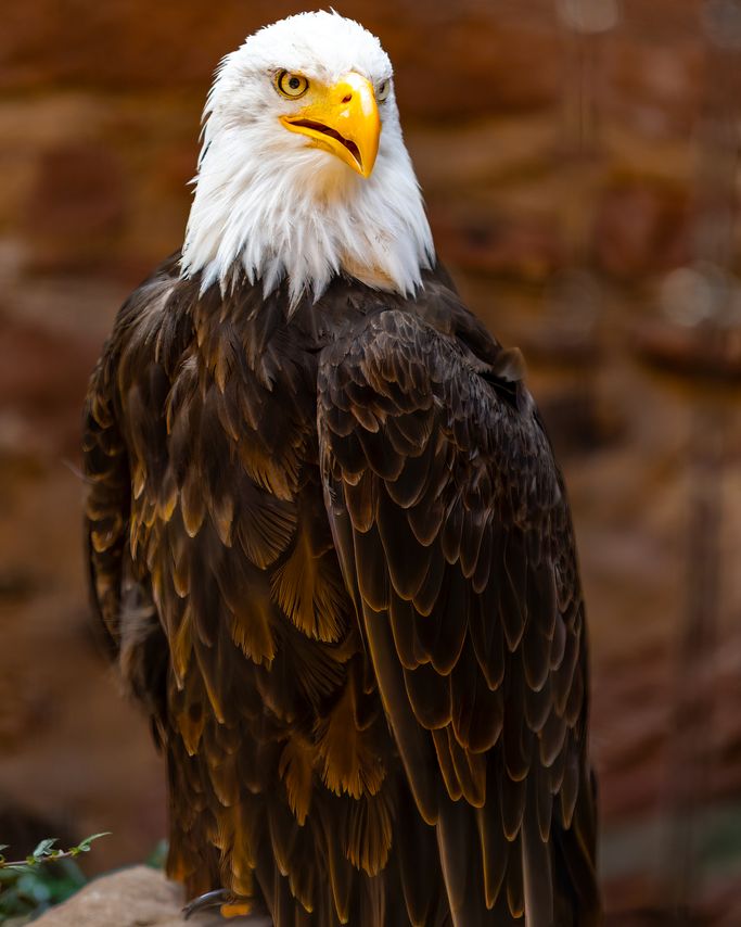 Weißkopfseeadler 
