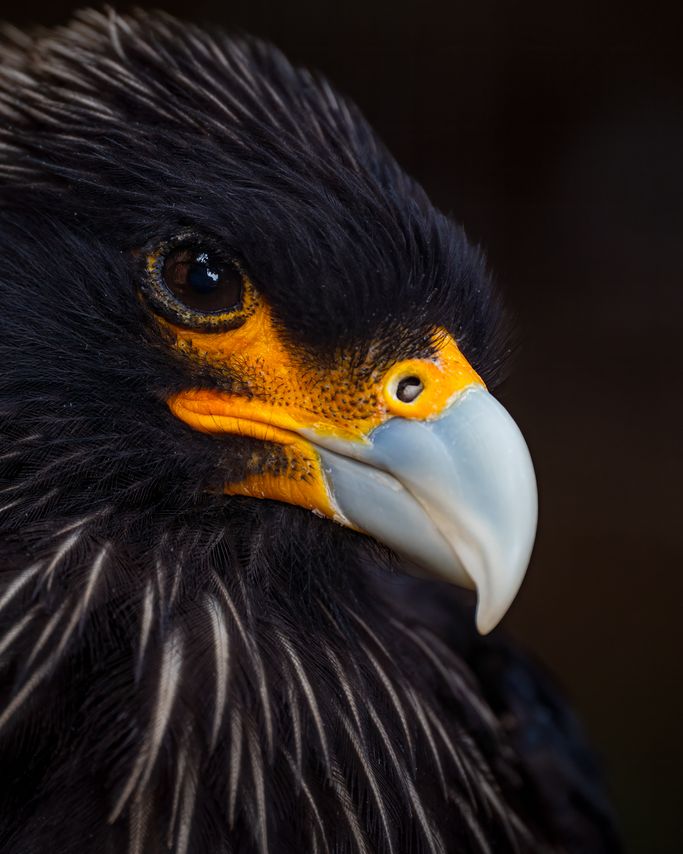 Stellers Seeadler 