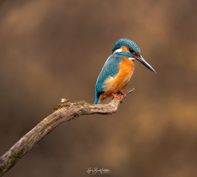 Eisvogel
