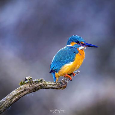 Eisvogel