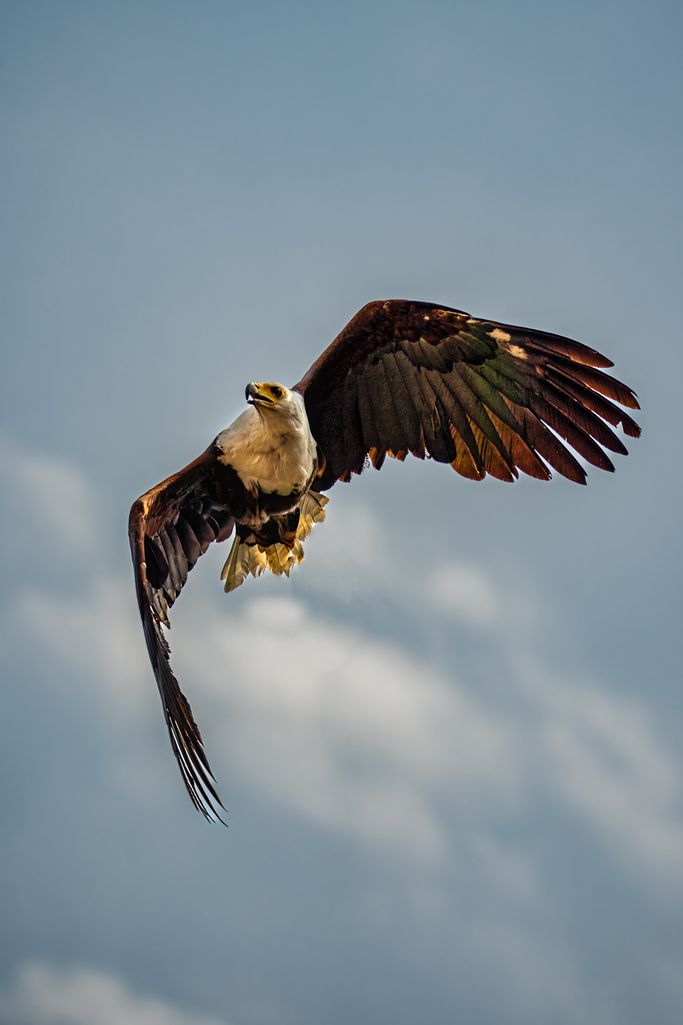 Schreiseeadler