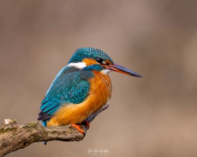 Eisvogel