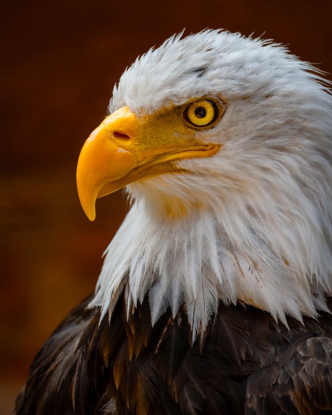 Weißkopfseeadler 