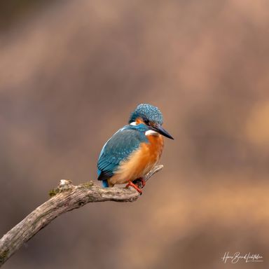Eisvogel 