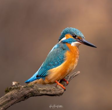 Eisvogel