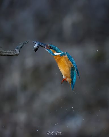 Eisvogel