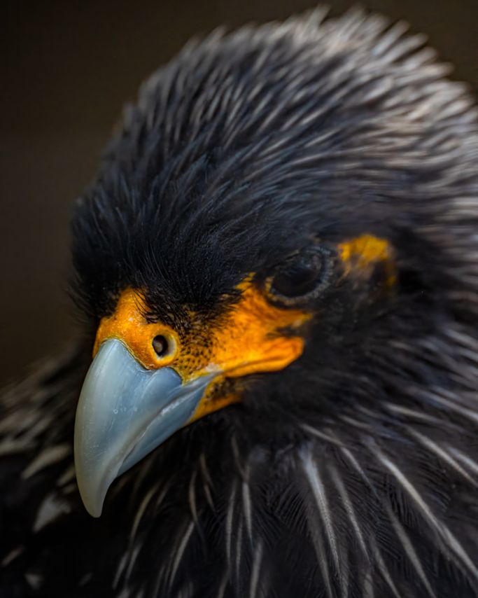 Stellers Seeadler 