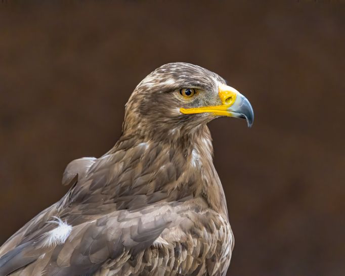 Steppenadler 