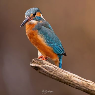 Eisvogel