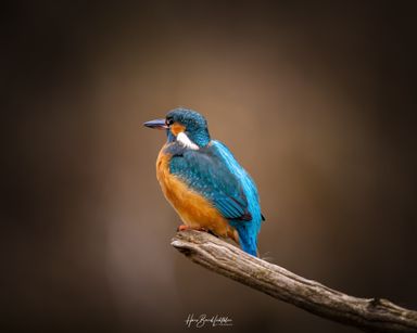 Eisvogel 