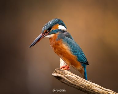 Eisvogel