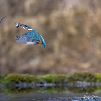Eisvogel