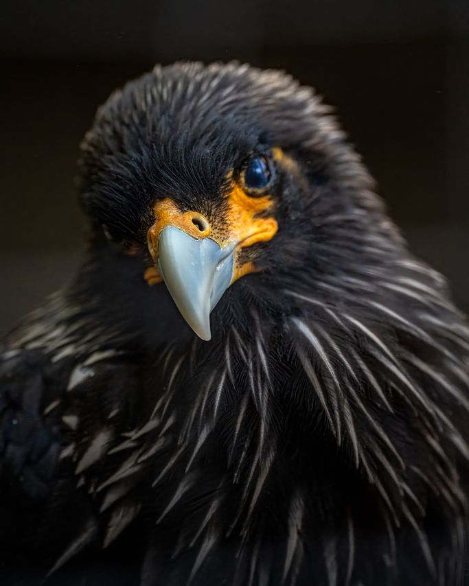 Stellers Seeadler 