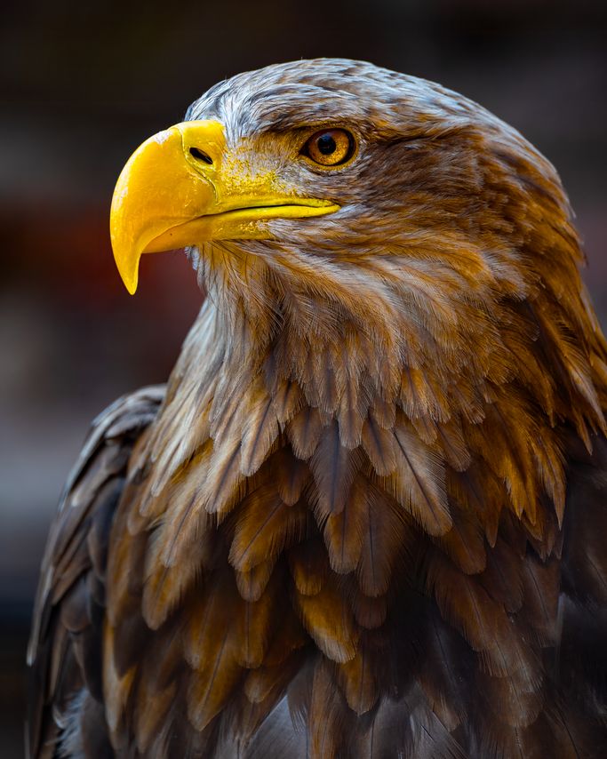Seeadler 