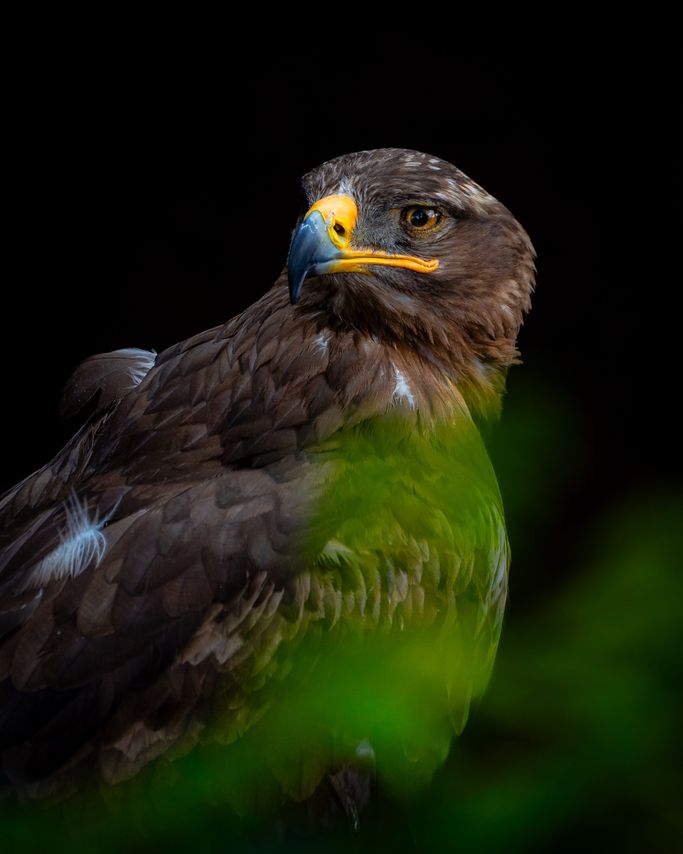 Steppenadler 