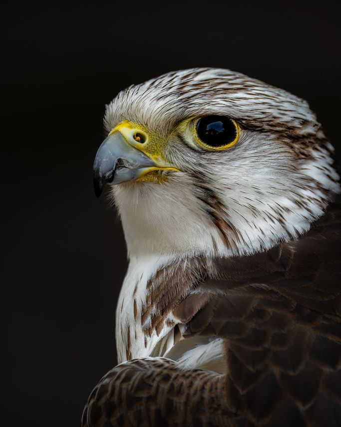 Gerfalke