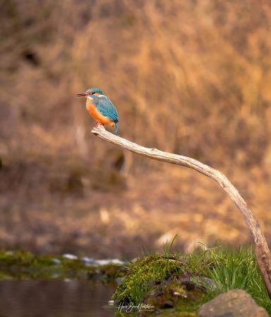 Eisvogel
