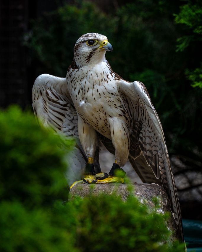 Gerfalke